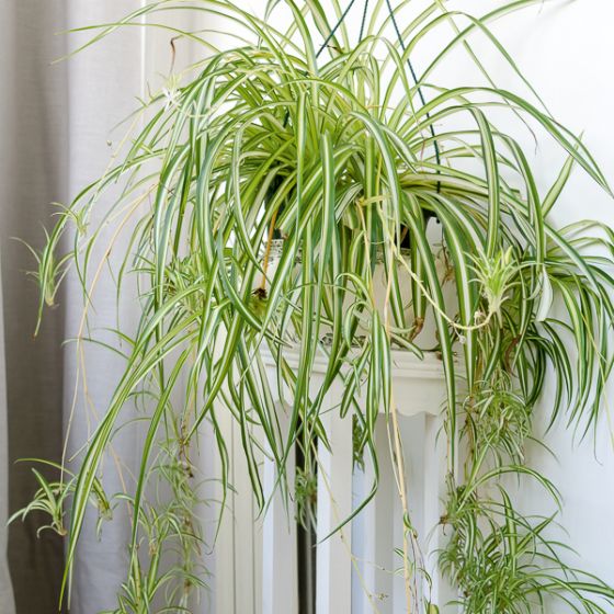 Plante araignée